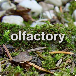 tamar-olfactory